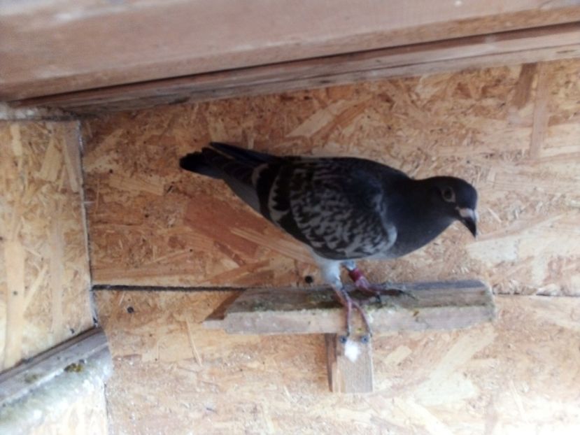  - Pui de porumbei voiajori 2019