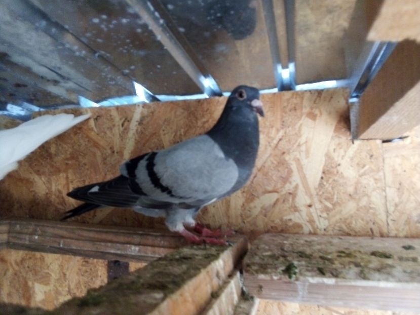  - Pui de porumbei voiajori 2019