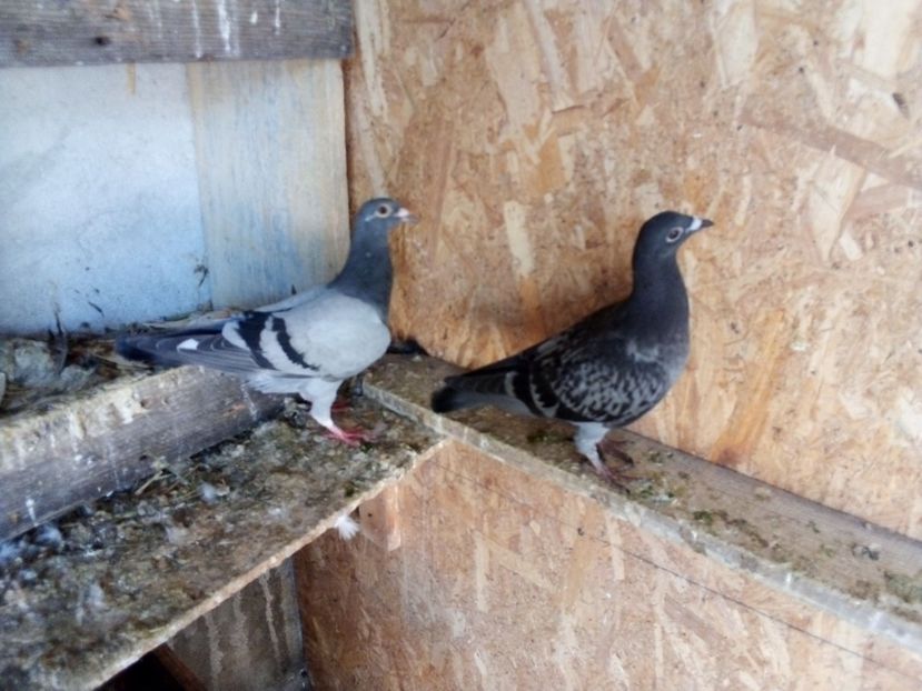  - Pui de porumbei voiajori 2019