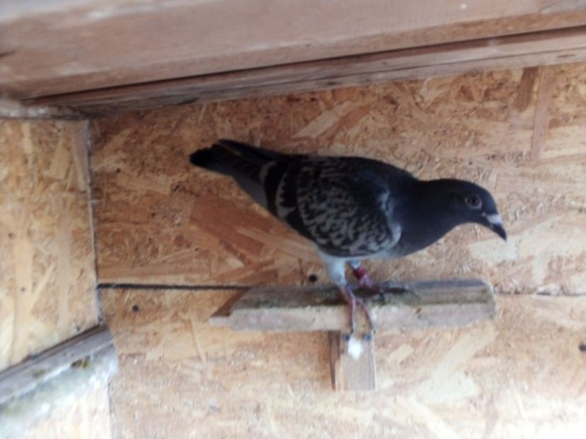  - Pui de porumbei voiajori 2019