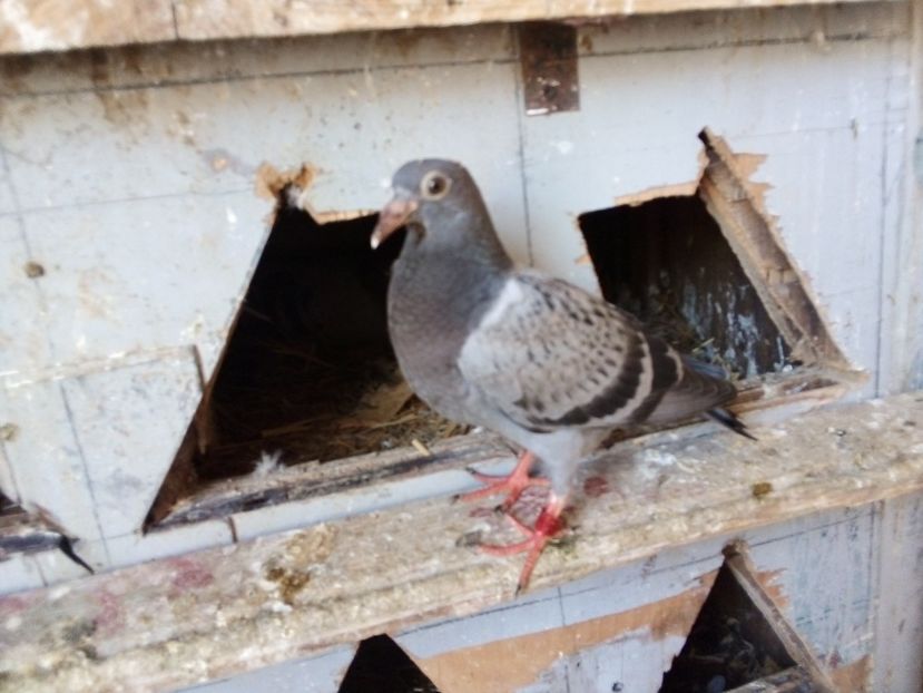  - Pui de porumbei voiajori 2019