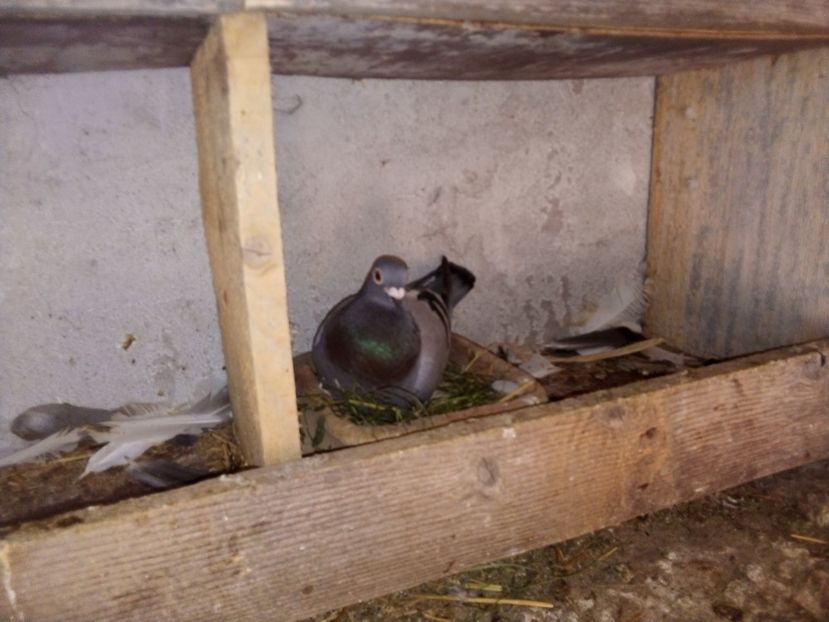  - Pui de porumbei voiajori 2019