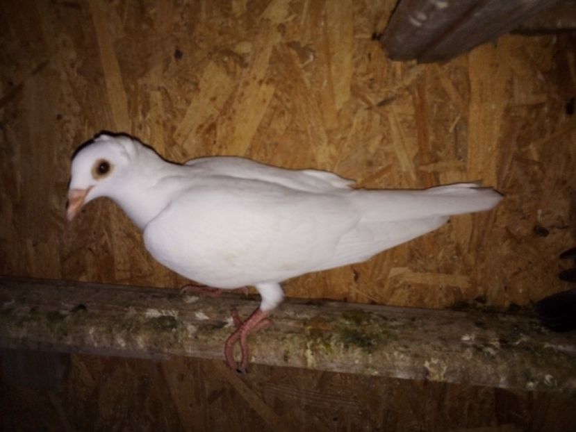  - Pui de porumbei voiajori 2019