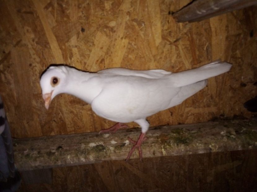  - Pui de porumbei voiajori 2019