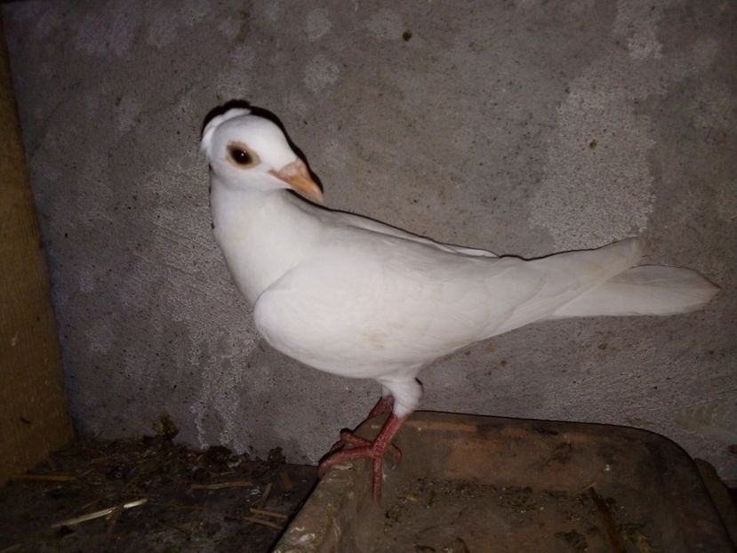  - Pui de porumbei voiajori 2019