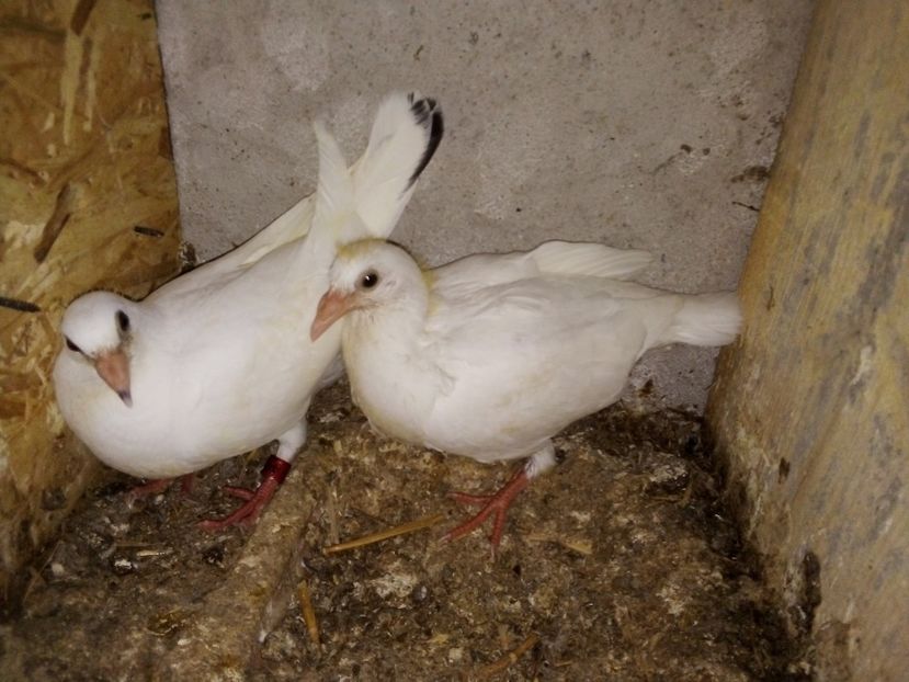  - Pui de porumbei voiajori 2019