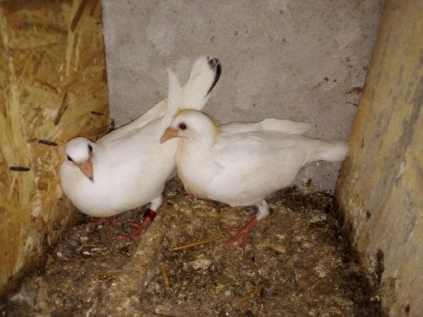  - Pui de porumbei voiajori 2019