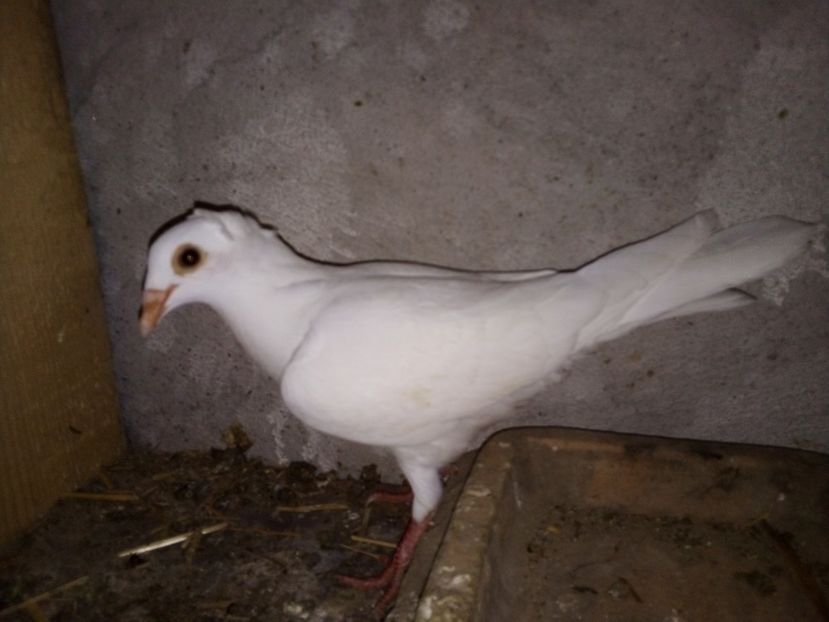  - Pui de porumbei voiajori 2019