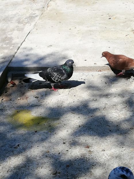  - Solzata cu pene albe dela Marin din Ionesti