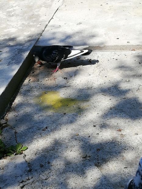  - Solzata cu pene albe dela Marin din Ionesti