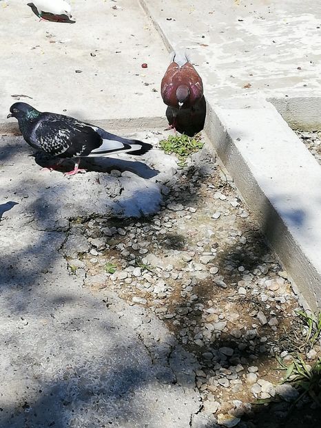  - Solzata cu pene albe dela Marin din Ionesti