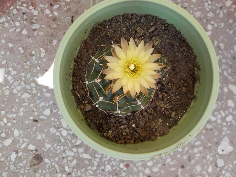  - Genul Gymnocalycium