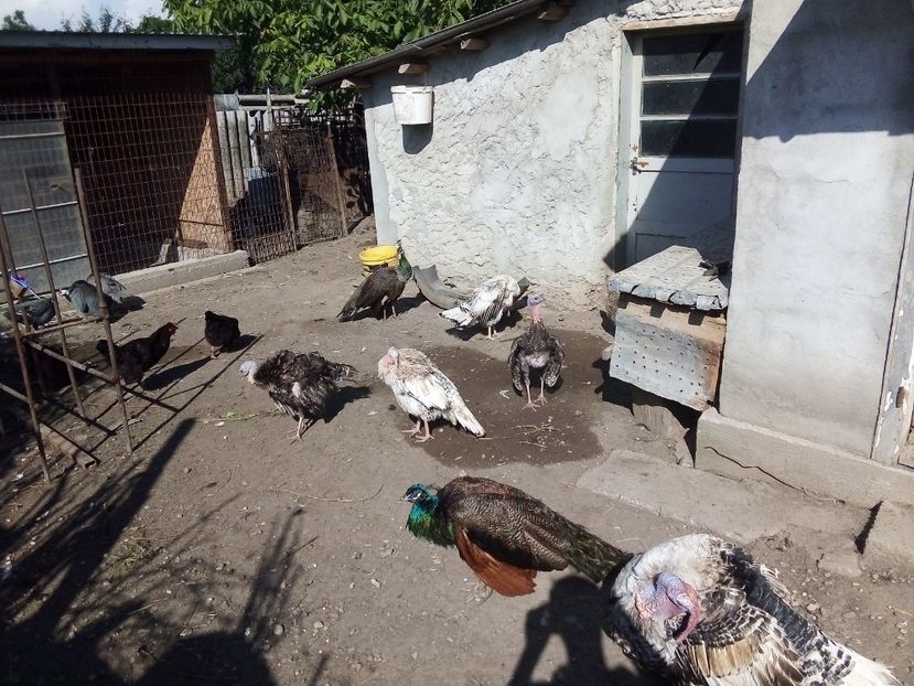  - Păuni Standard