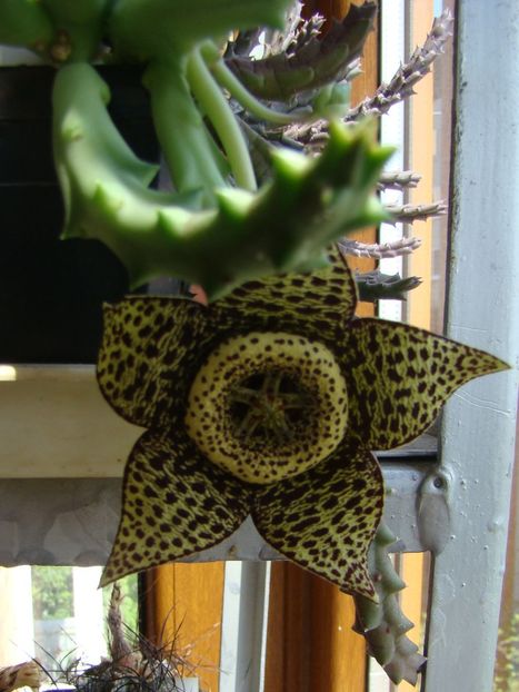 Orbea variegata (Stapelia variegata) - 2019