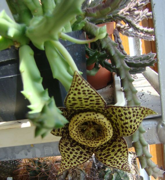 Orbea variegata (Stapelia variegata) - 2019