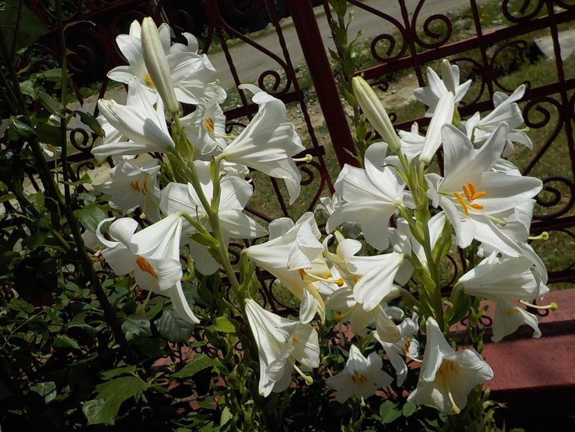  - lilium candidum
