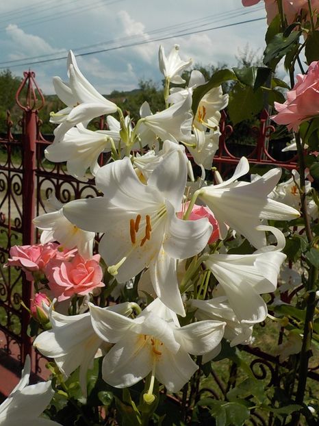  - lilium candidum