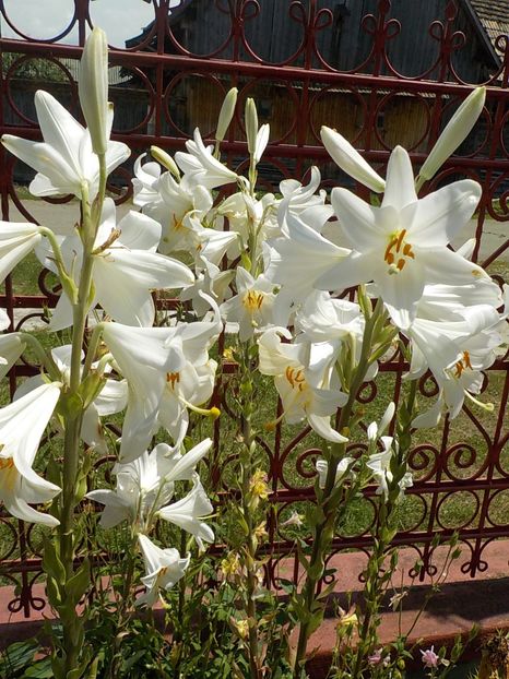  - lilium candidum