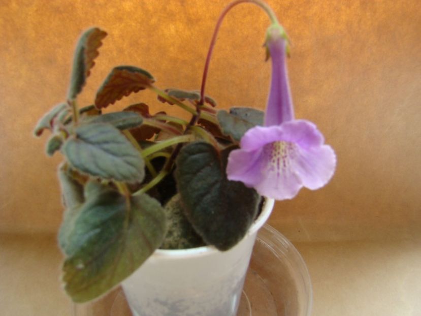 MC`s-Blue-Swan1 - Minisinningia MCs Blue Swan