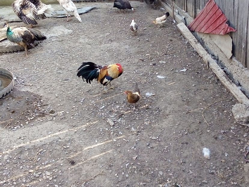  - Găini Pitice