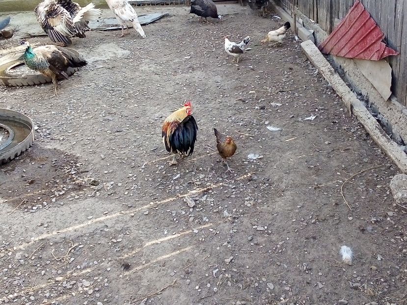  - Găini Pitice