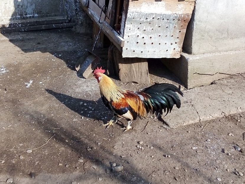  - Găini Pitice