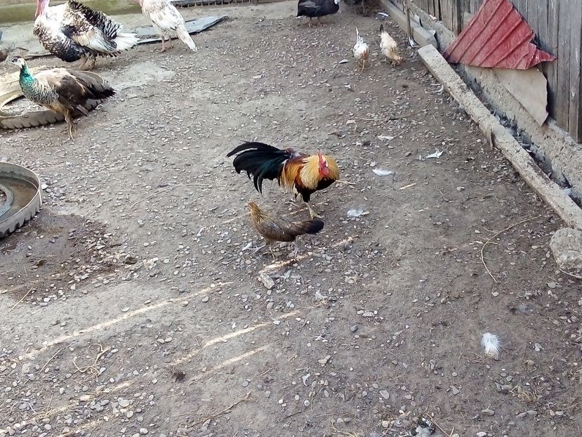  - Găini Pitice