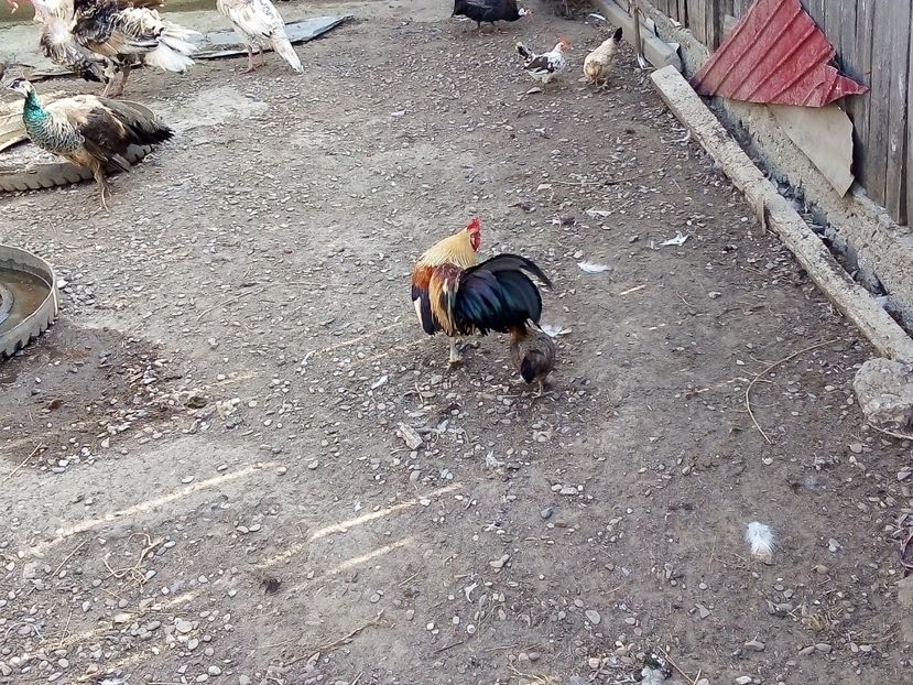  - Găini Pitice
