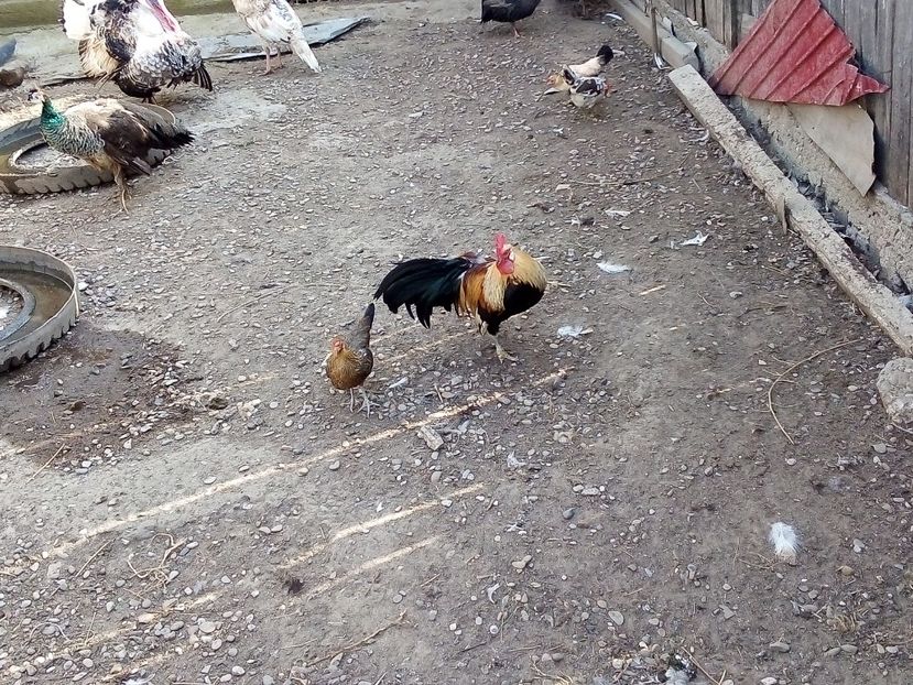  - Găini Pitice