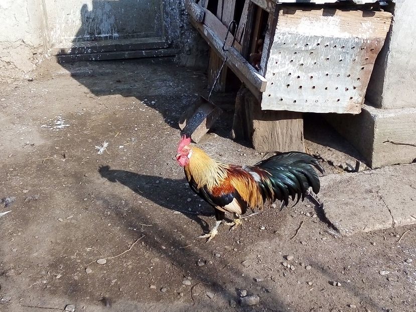  - Găini Pitice