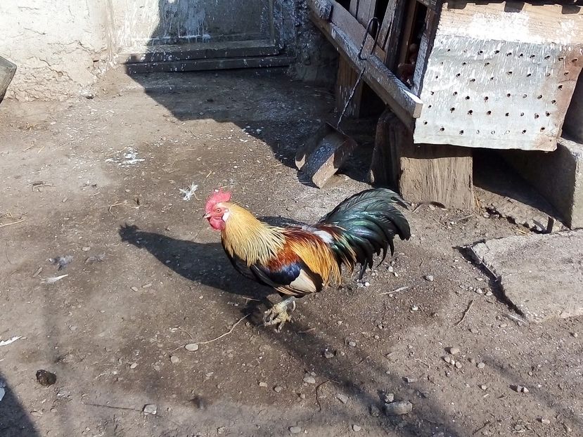 - Găini Pitice