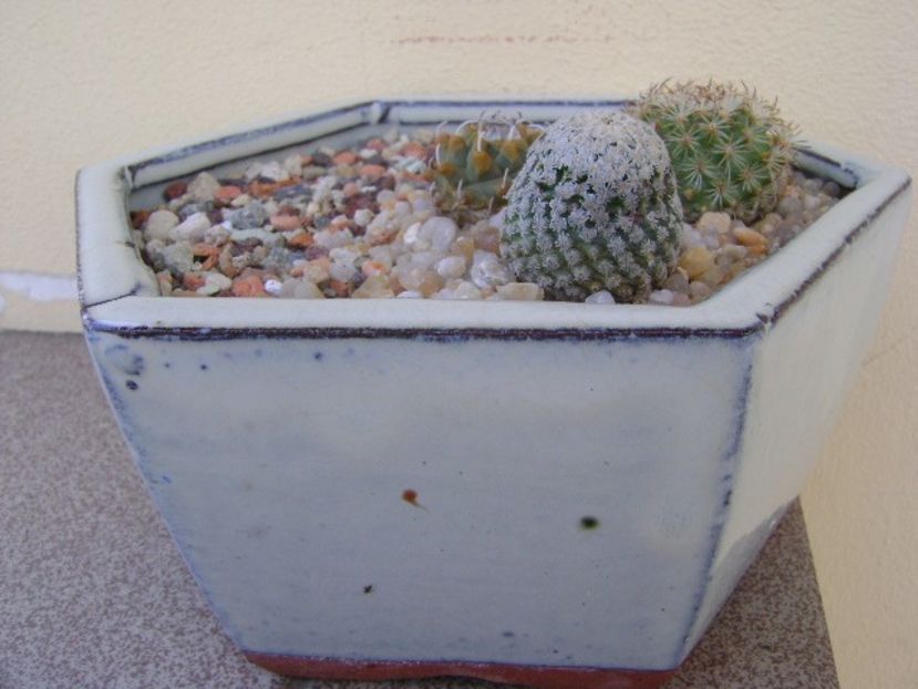 Grup de 3 Turbinicarpus - Cactusi 2018 final de an