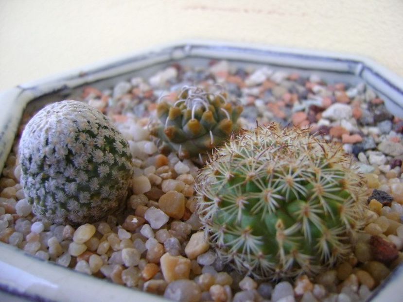 Grup de 3 Turbinicarpus - Cactusi 2018 final de an