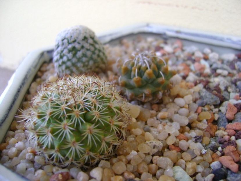Grup de 3 Turbinicarpus - Cactusi 2018 final de an