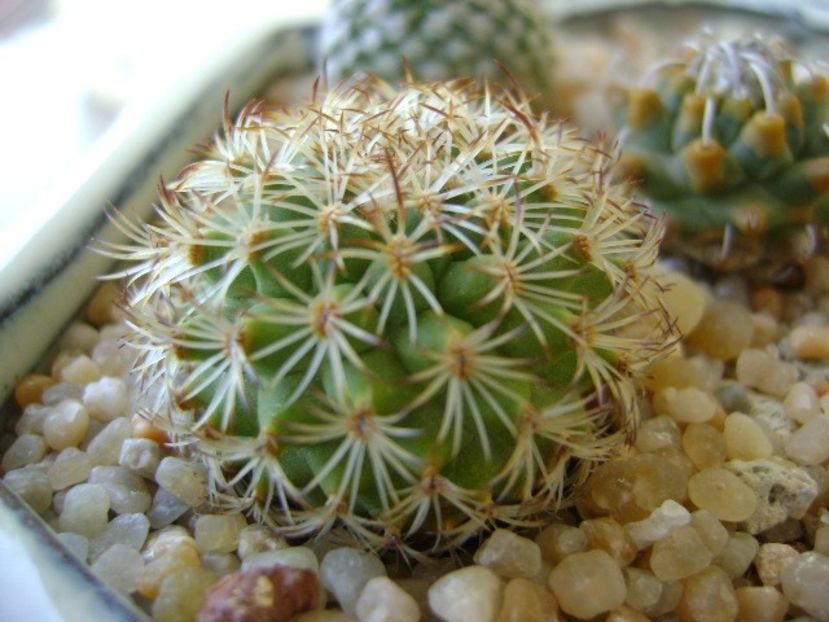 Turbinicarpus ysabelae - Cactusi 2018 final de an