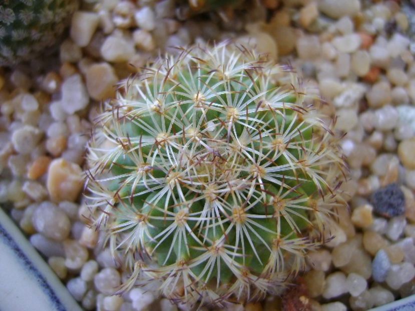 Turbinicarpus ysabelae - Cactusi 2018 final de an