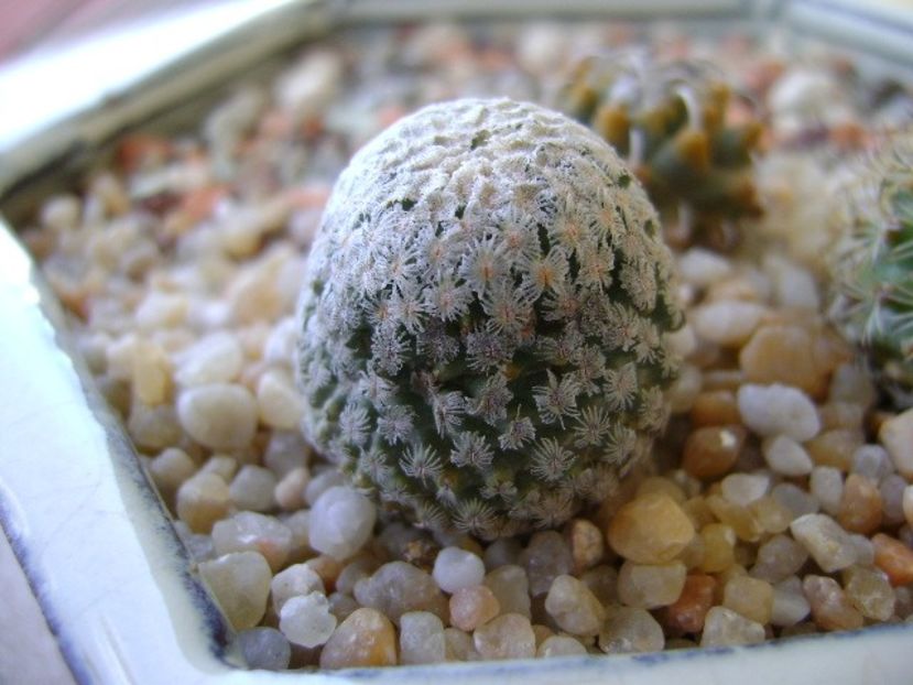 Turbinicarpus valdezianus - Cactusi 2018 final de an