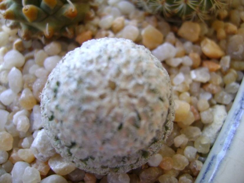 Turbinicarpus valdezianus - Cactusi 2018 final de an