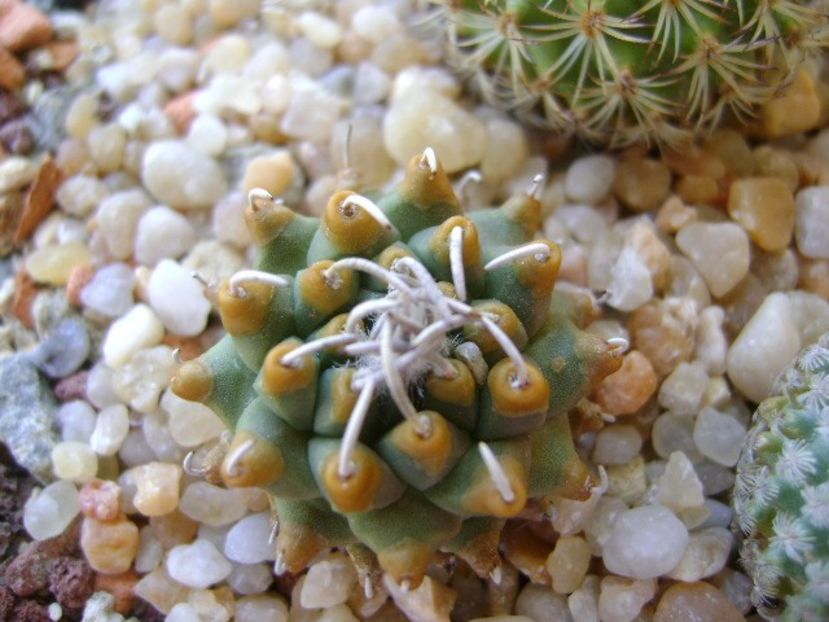 Turbinicarpus alonsoi - Cactusi 2018 final de an