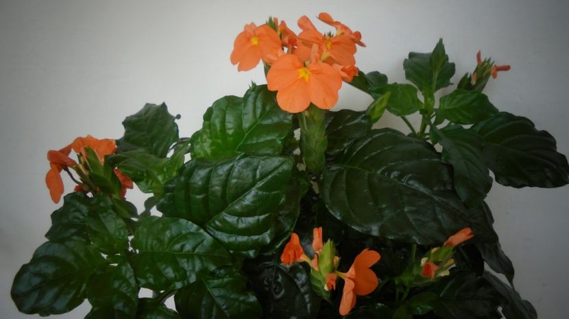 Crossandra...de ani buni nu-i vazusem surasul stralucitor... - Stelute