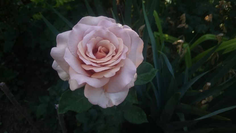  - Flori si trandafiri 2019 - 2