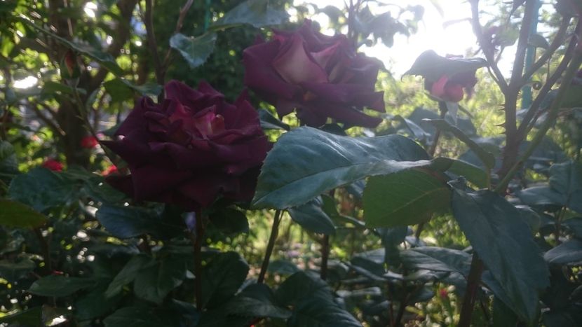  - Flori si trandafiri 2019 - 2