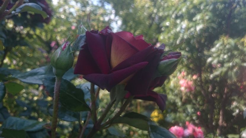  - Flori si trandafiri 2019 - 2