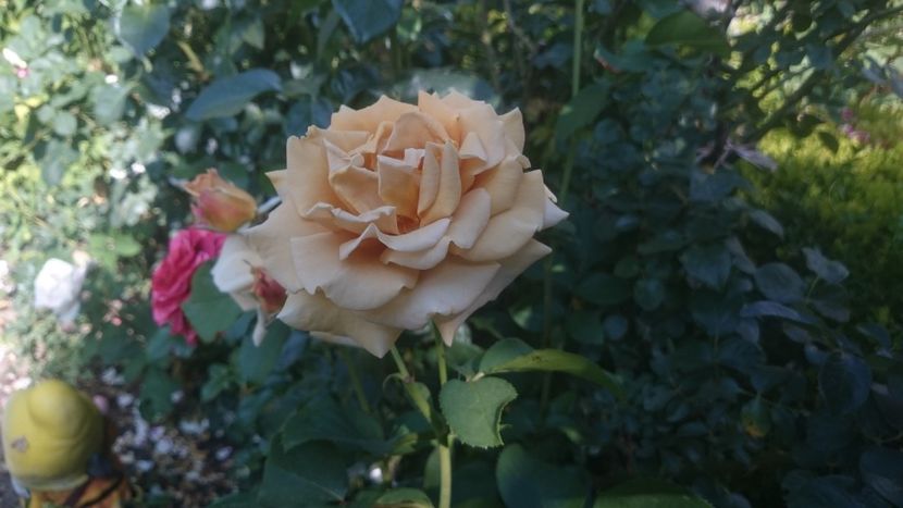  - Flori si trandafiri 2019 - 2