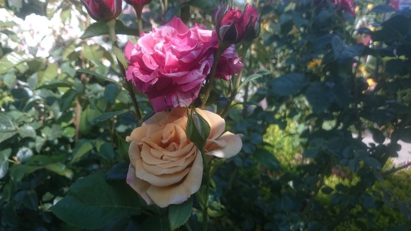  - Flori si trandafiri 2019 - 2