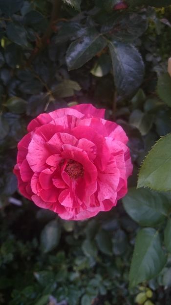  - Flori si trandafiri 2019 - 2