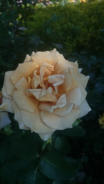  - Flori si trandafiri 2019 - 2