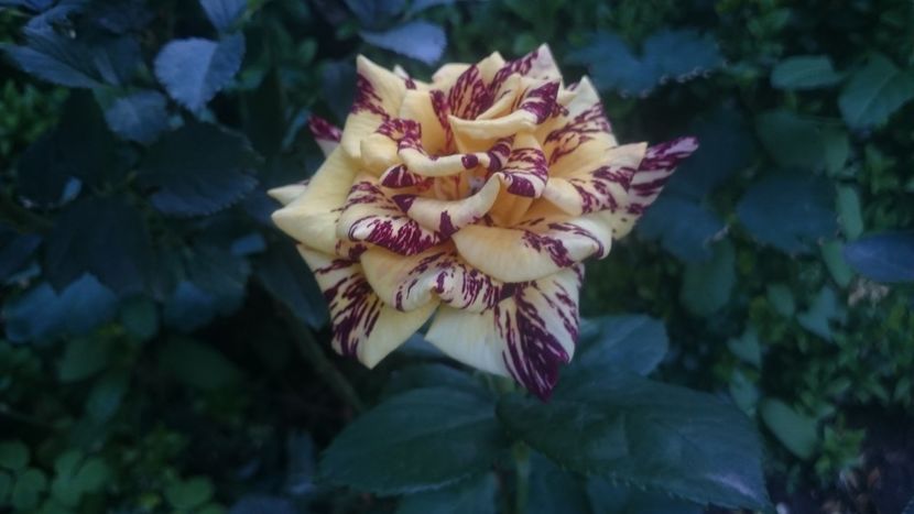  - Flori si trandafiri 2019 - 2