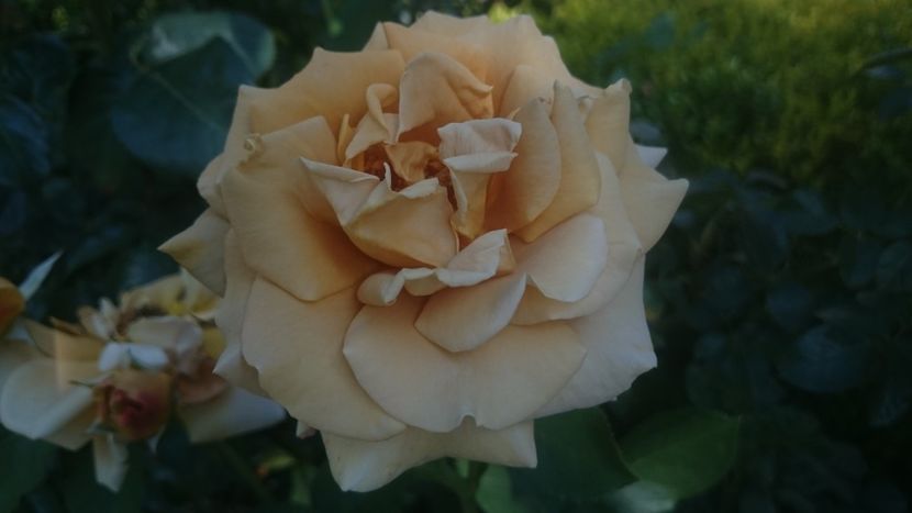  - Flori si trandafiri 2019 - 2