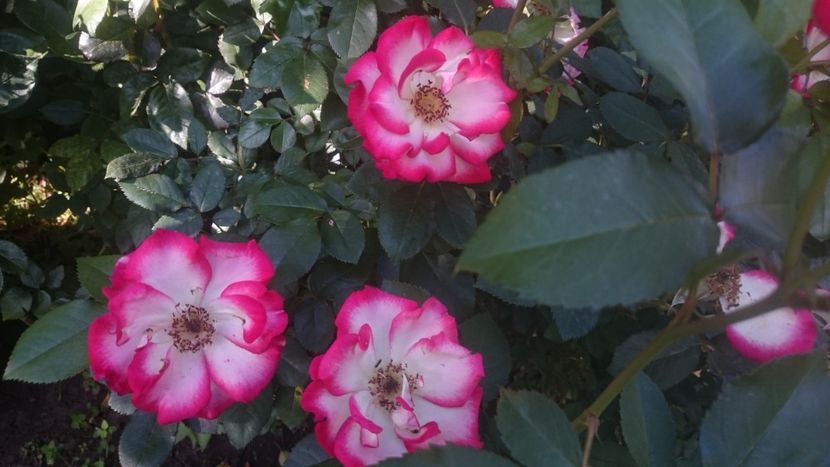  - Flori si trandafiri 2019 - 2